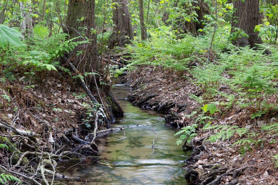 Dja Faunal Reserve is a UNESCO World Heritage Site.