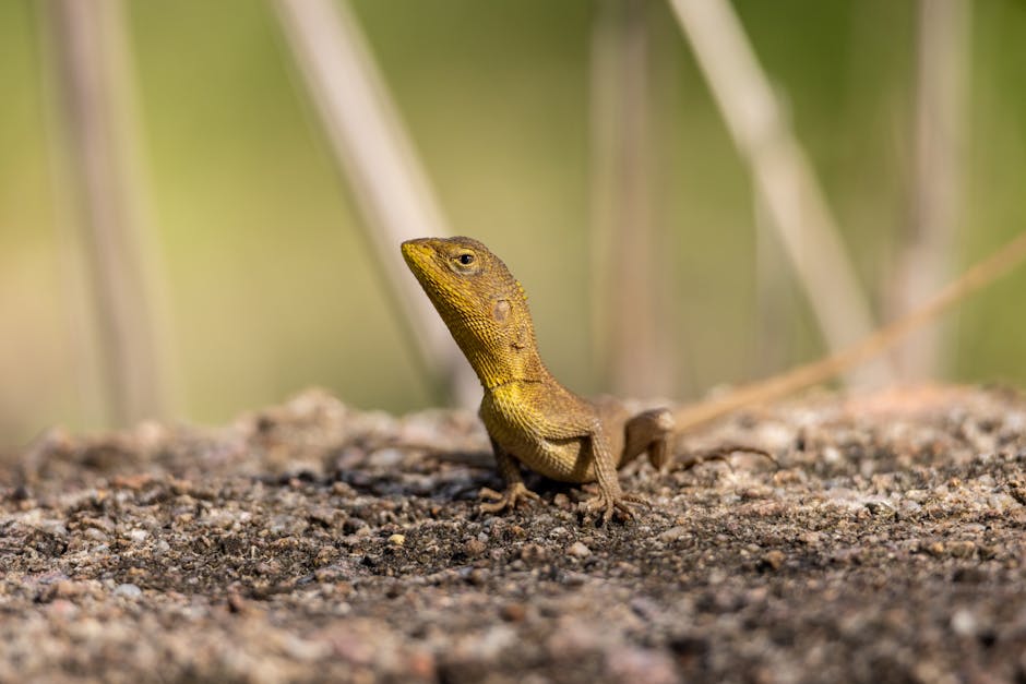 Lizard