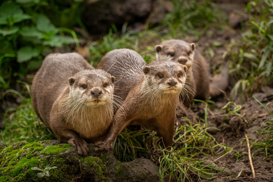 Mammals