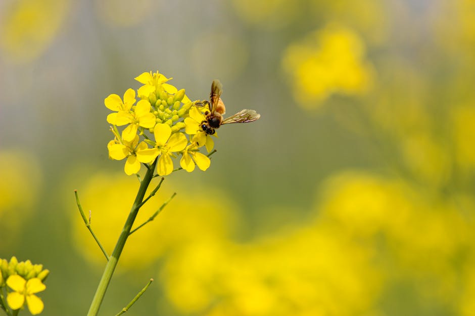 Bees Can Detect Electric Fields Generated By Flowers