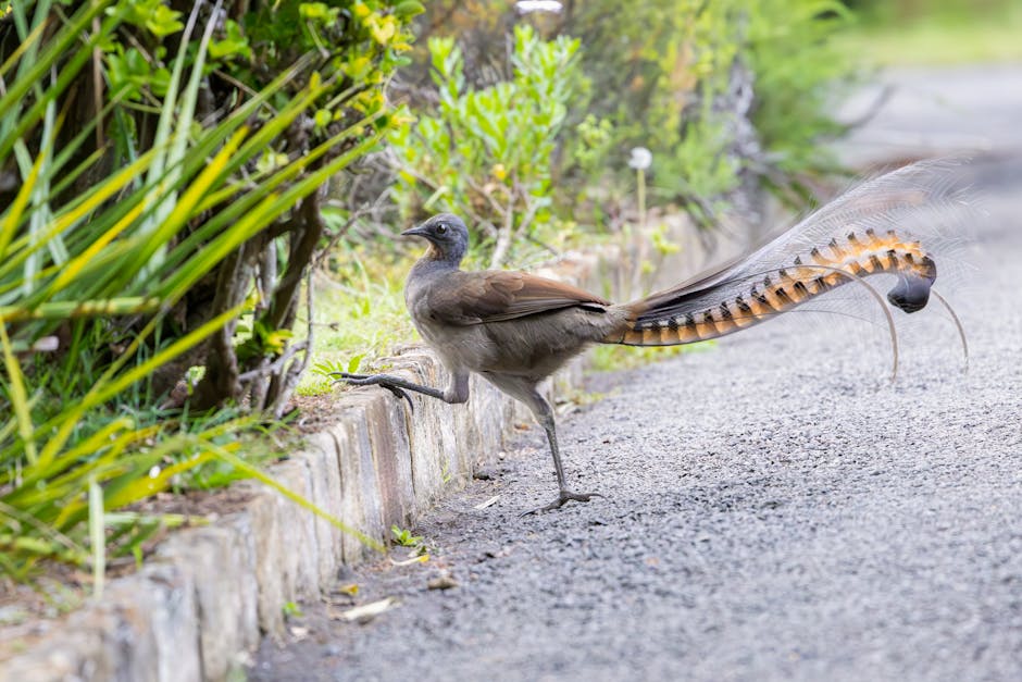 Australia Is Home To A Unique Bird That Can Mimic Sounds