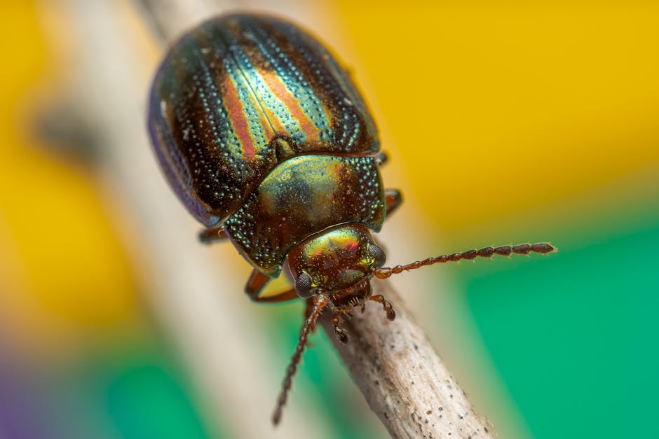 Insects