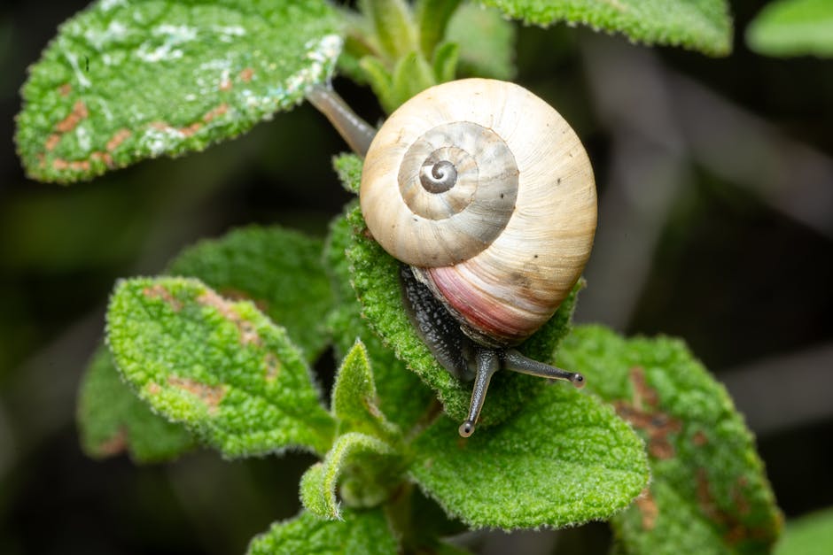 Snail