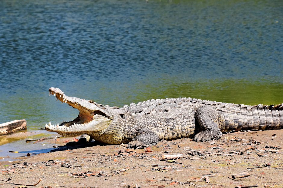Crocodiles Can Live For Over a Year Without Food