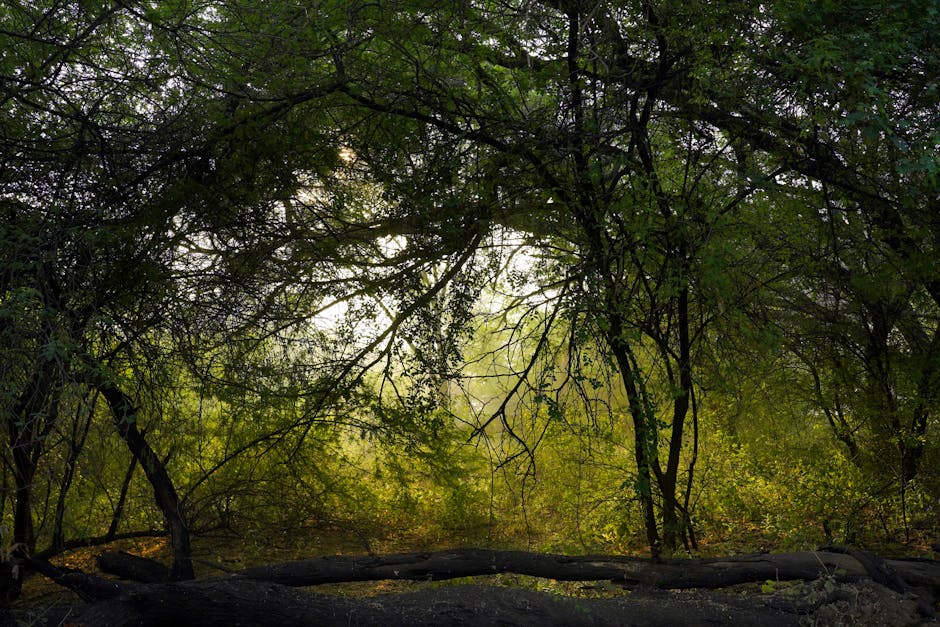 Bermuda Hosts the Northernmost Coral Reef System in the Atlantic Ocean