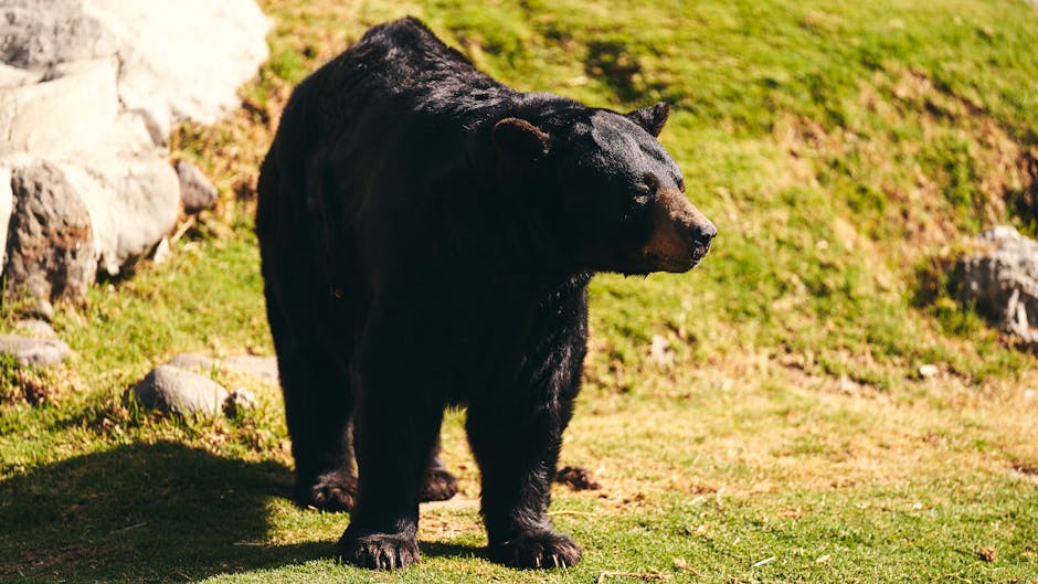 A Bear Named Wojtek Was An Enlisted Soldier In The Polish Army During WWII