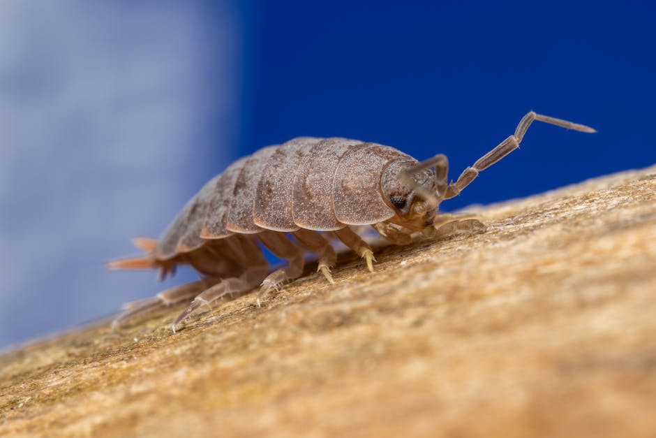 Arthropods