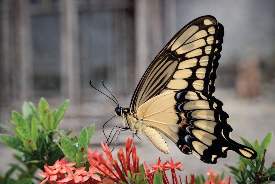 Butterfly