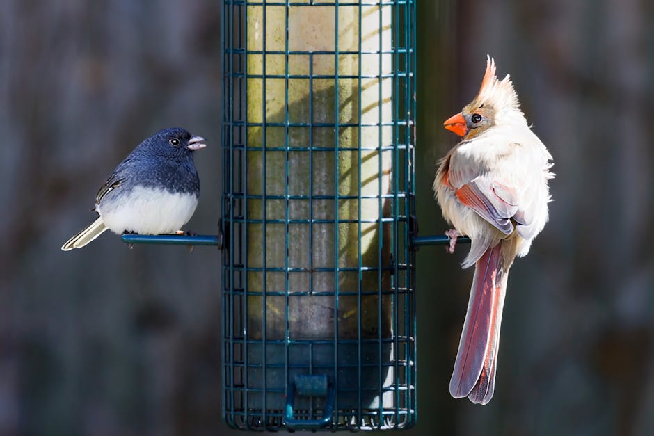 Capricorn Is a Cardinal Sign, Initiating New Cycles