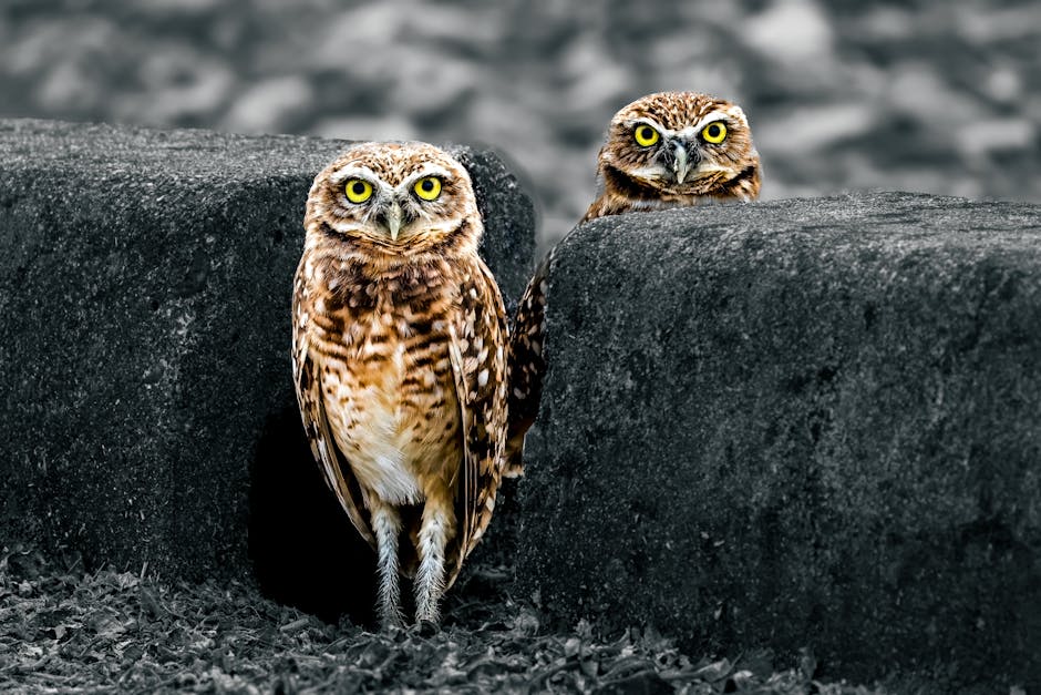 Owls