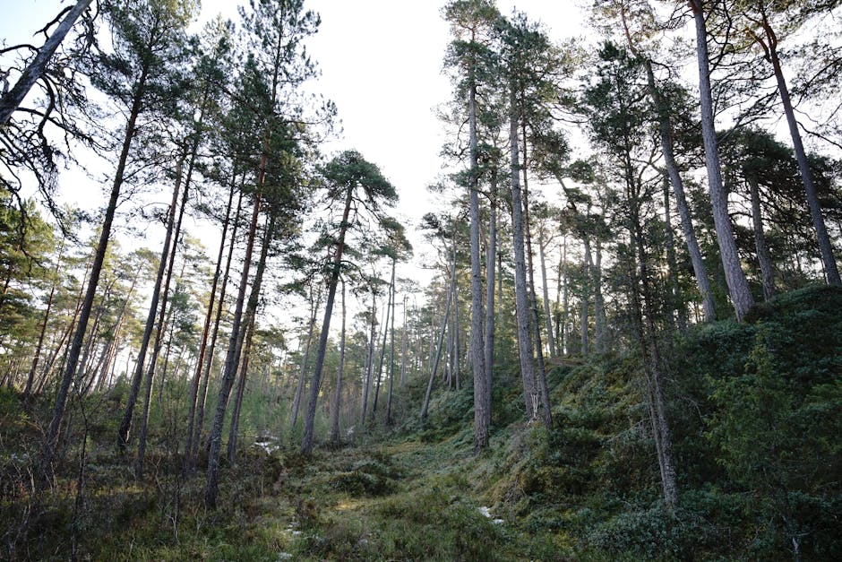 Bermuda's Native Cedar Forests Were Nearly Wiped Out by an Invasive Scale Insect