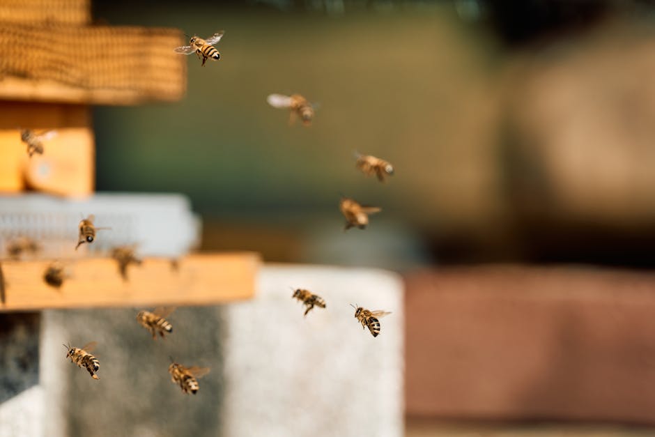 Bees