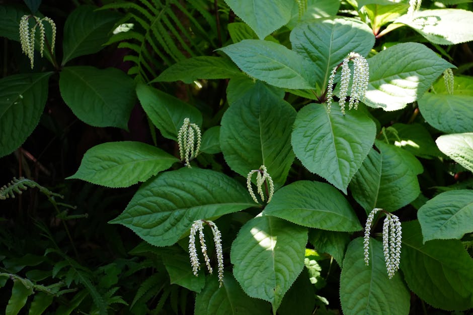 Morne Trois Pitons National Park: A UNESCO Gem