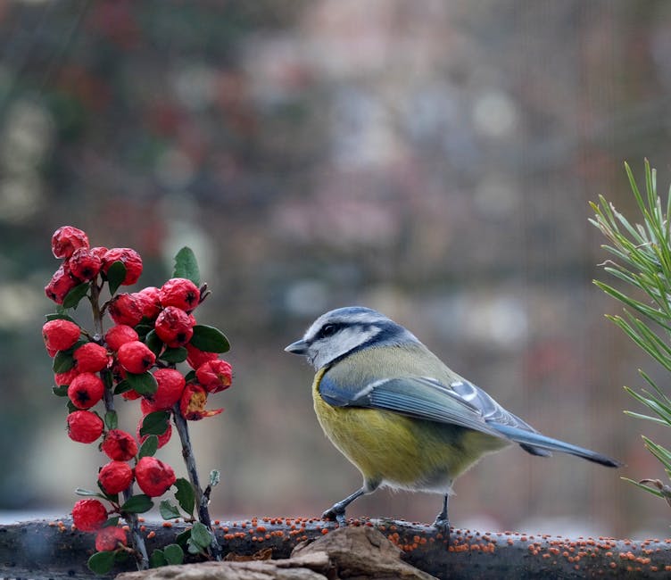 Berries