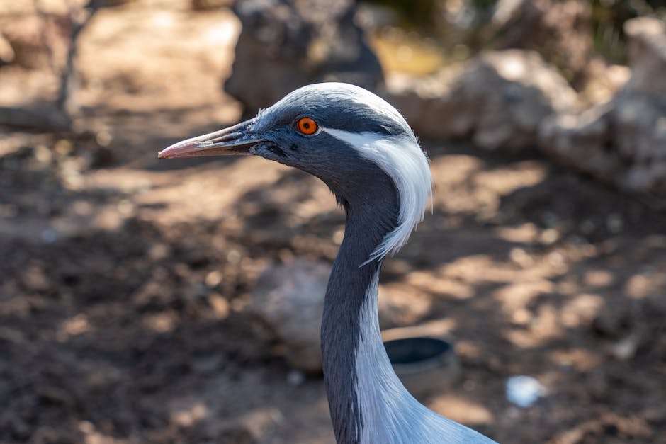 Virgo is One of the Few Zodiac Signs Without an Animal Symbol.