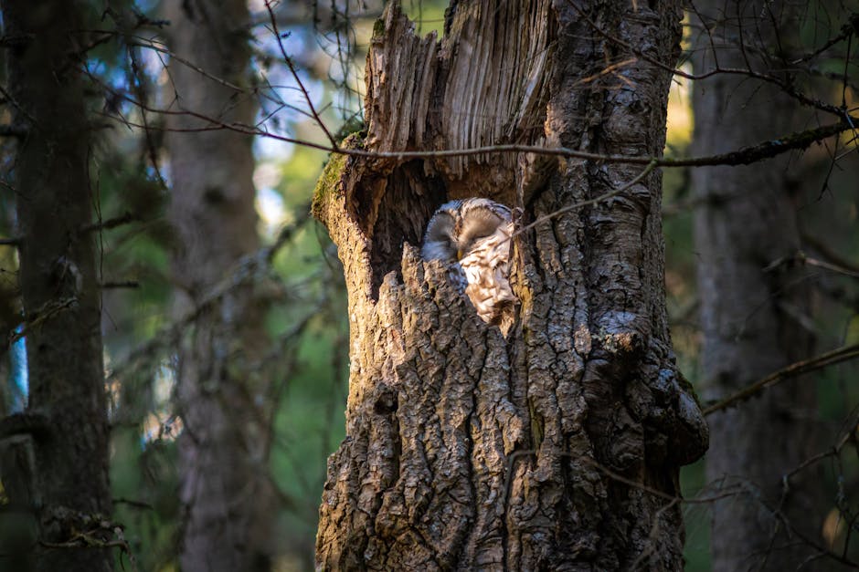 The Potoo Bird Is a Master of Disguise, Mimicking Tree Stumps