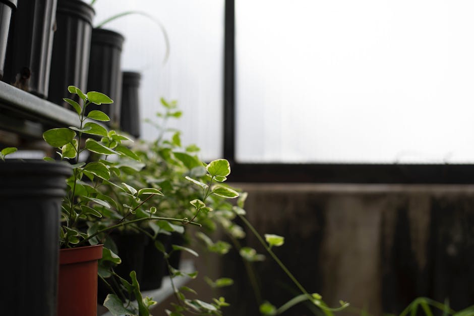 Plants