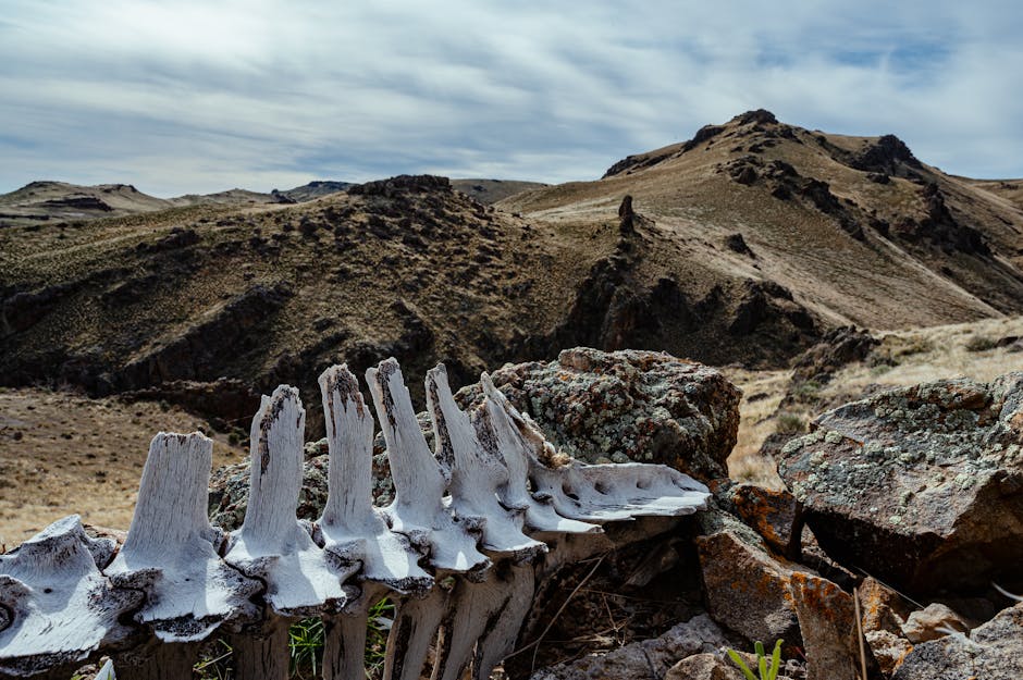 Argentina's Deserts Are a Hotbed for Dinosaur Discoveries
