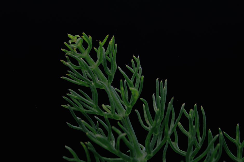Turritopsis Dohrnii