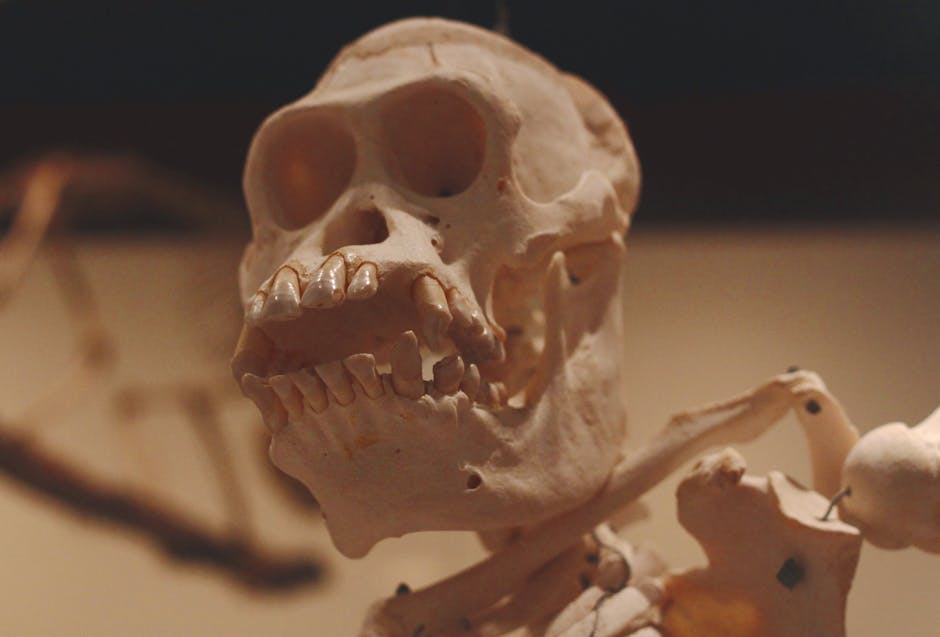 Sahelanthropus Tchadensis