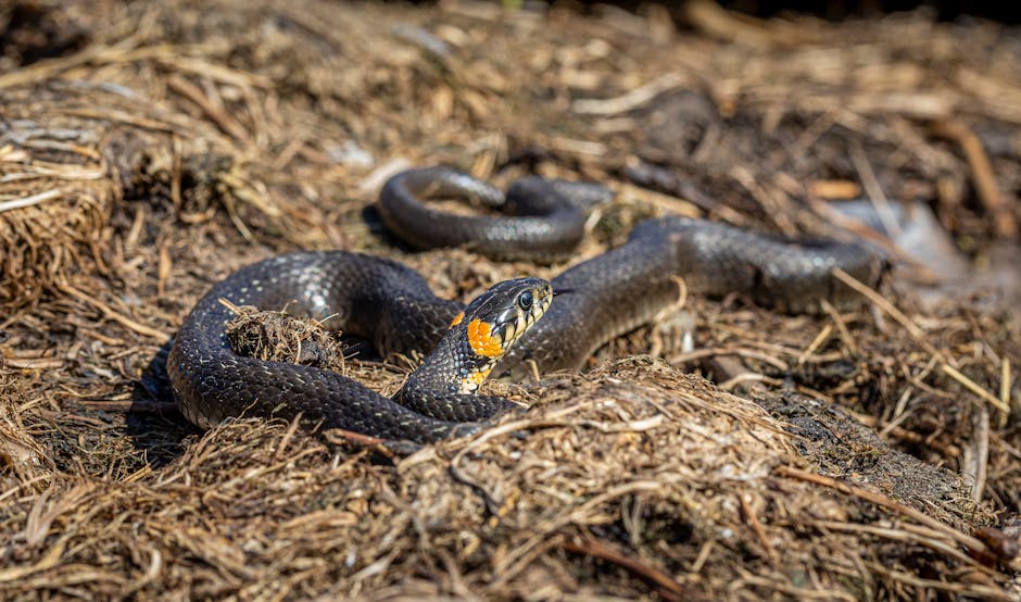 Some Female Snakes Can Reproduce Without a Male Through Parthenogenesis