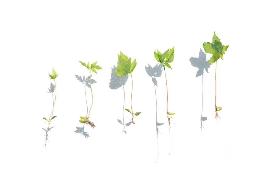 Growth
