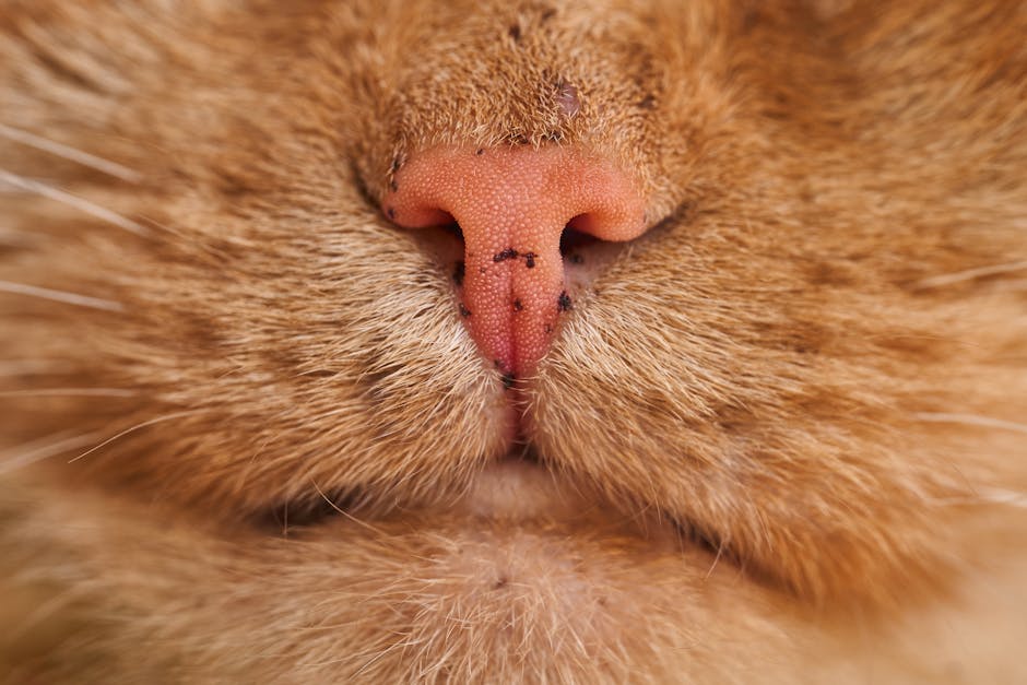 Nose