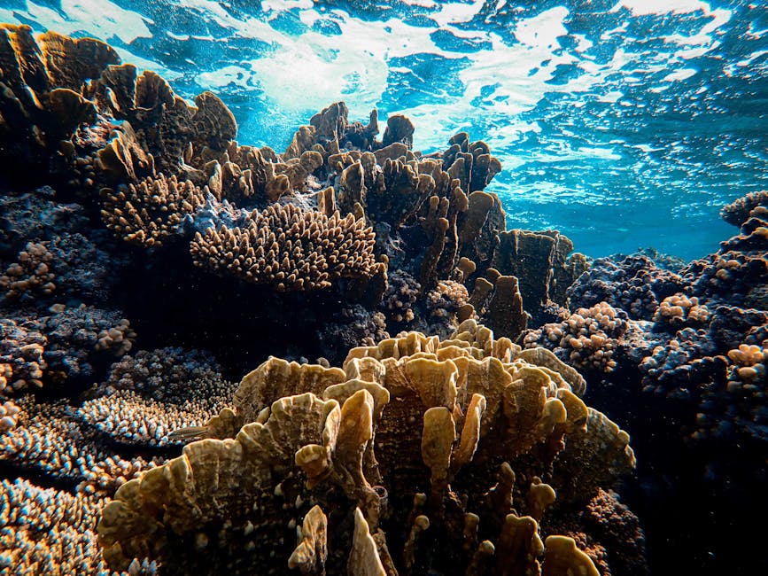 Coral Reefs