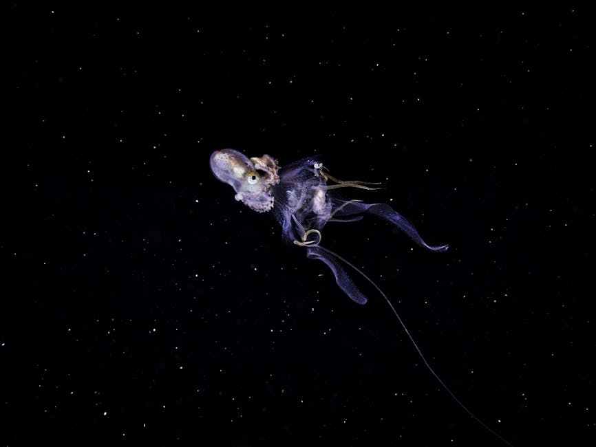 Deep Sea