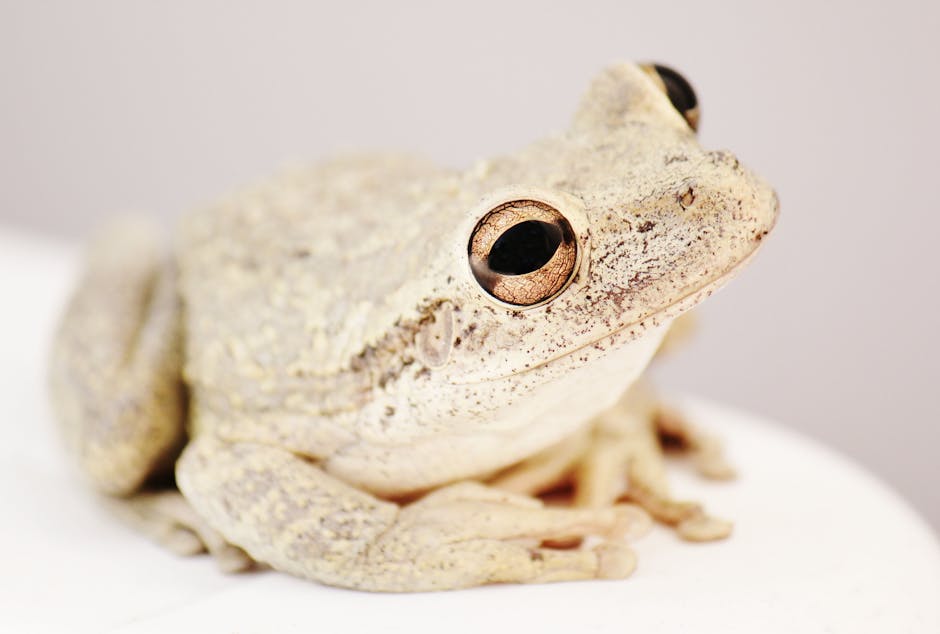Amphibians Can Breathe Through Their Skin