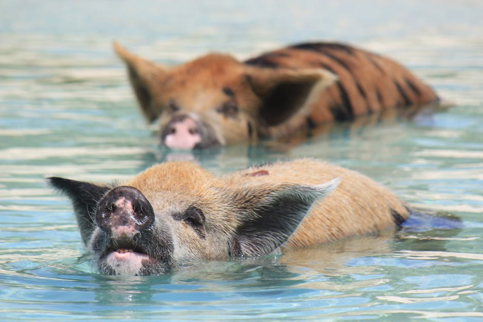 Swimming Pigs
