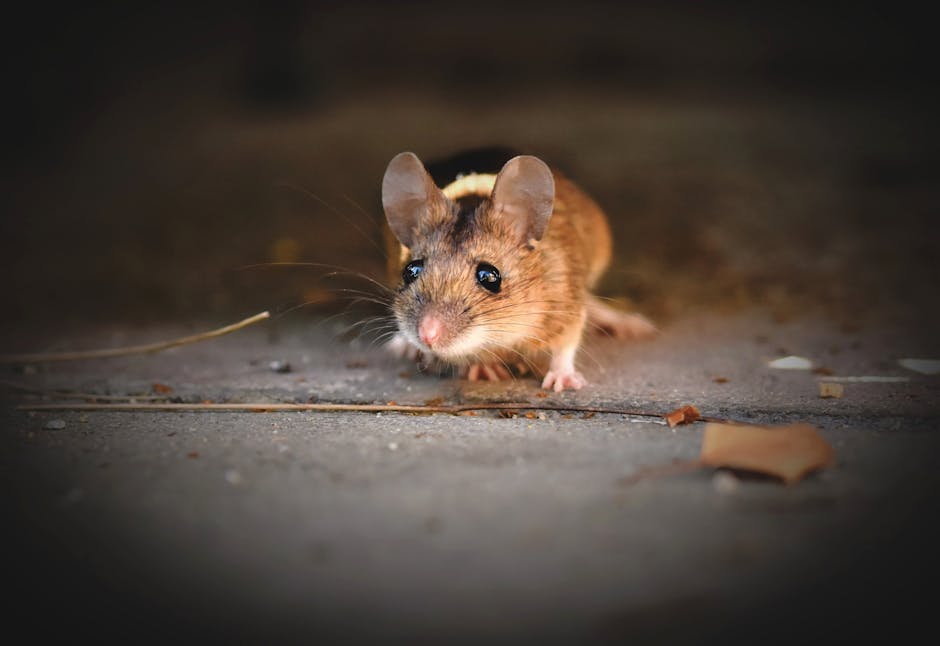 A Mouse’s Heart Beats Extremely Fast