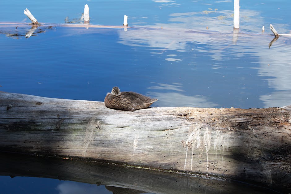 Platypus