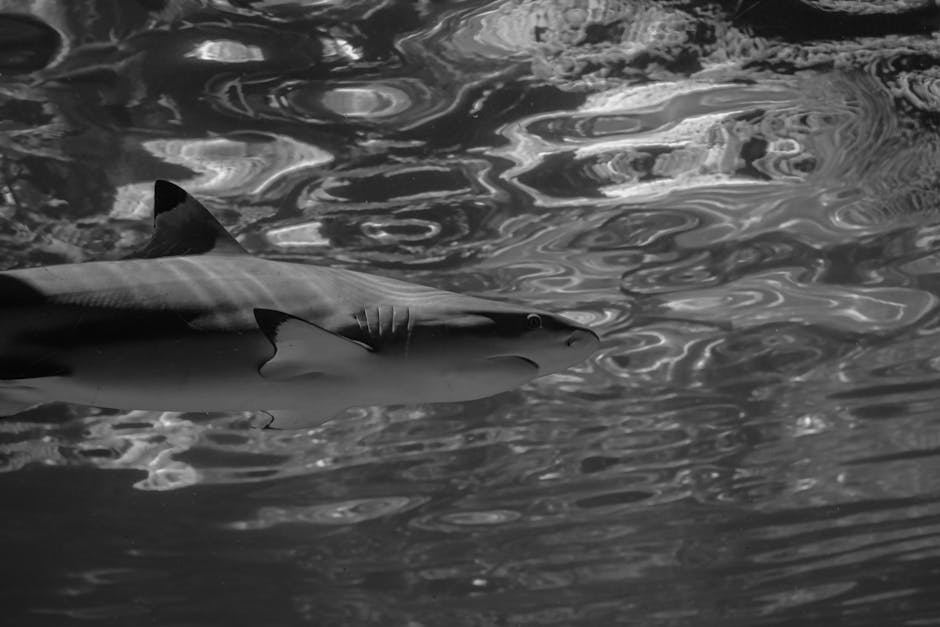 Shark
