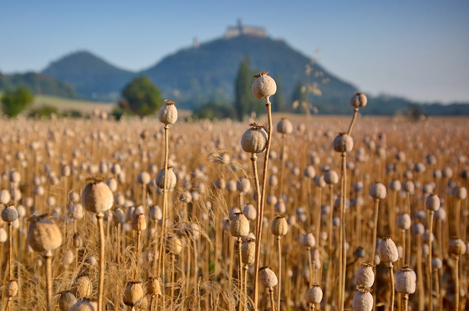 Afghanistan Has Been the World's Largest Opium Producer For Decades