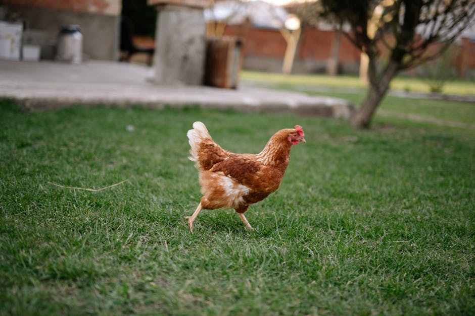 Chicken