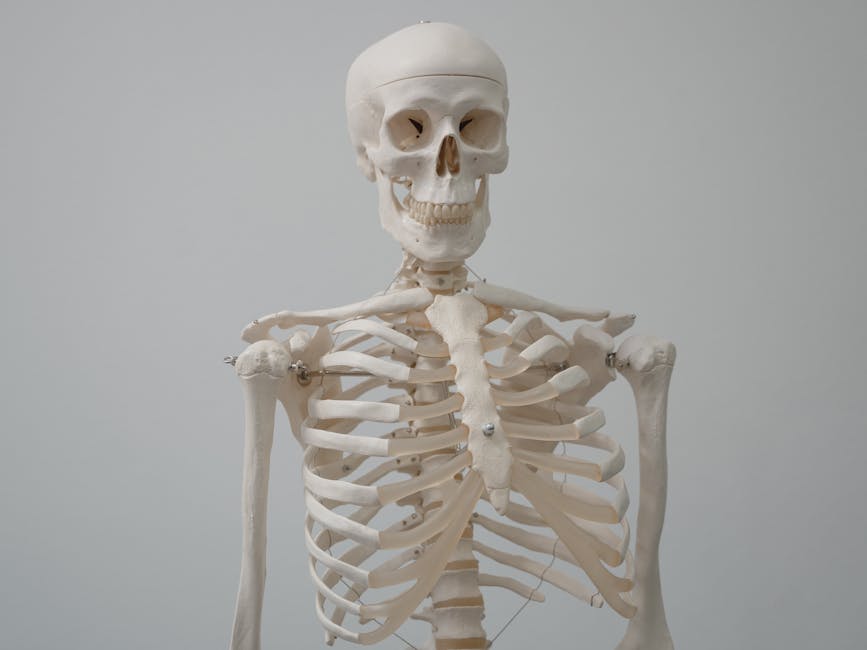 Skeleton