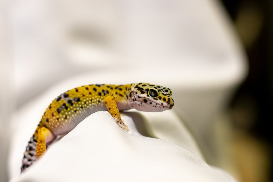 Geckos