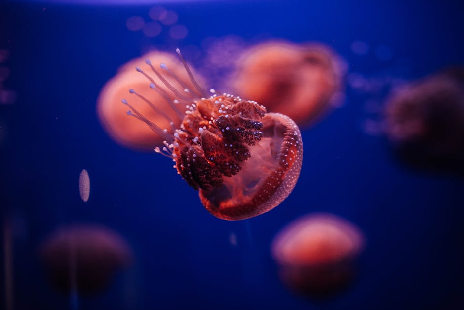 Jellyfish