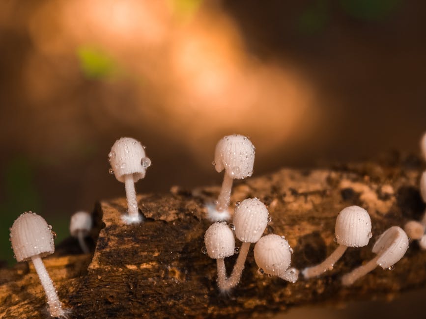 Fungi