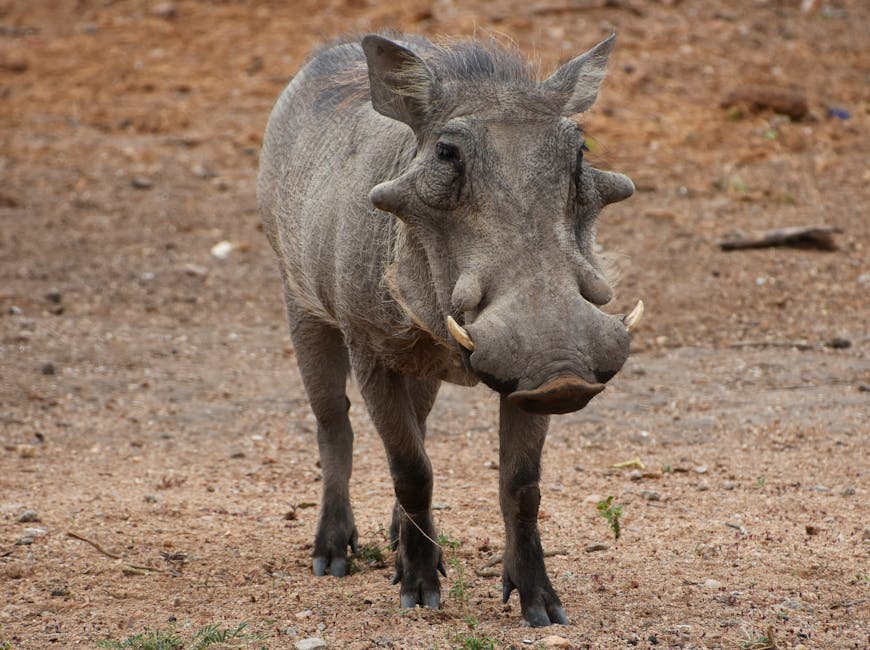 The Kouprey Is Cambodia's National Animal, Despite Being Presumed Extinct
