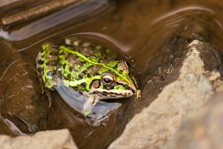 The Goliath Frog Can Weigh Over Three Kilograms