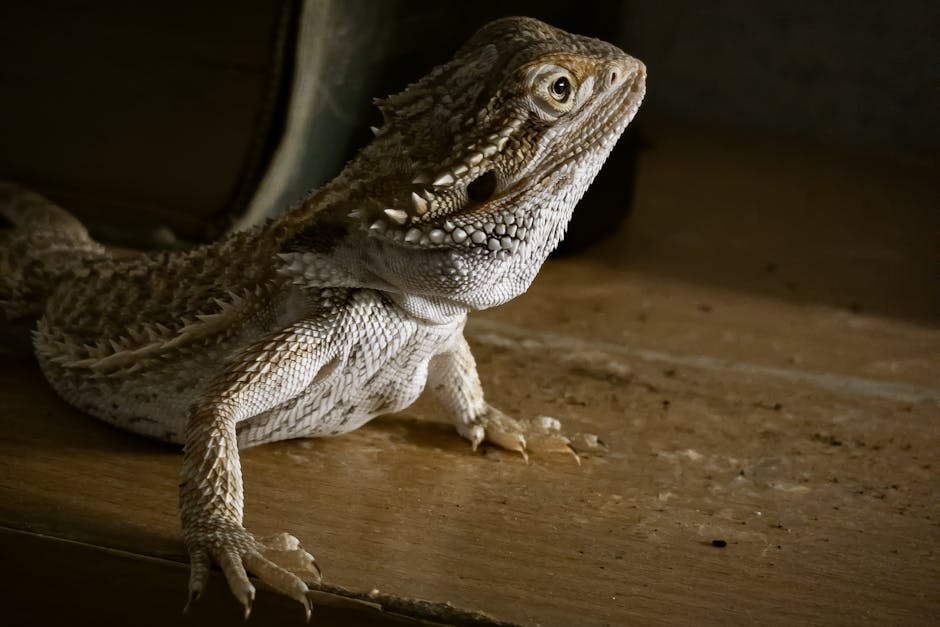 Reptile