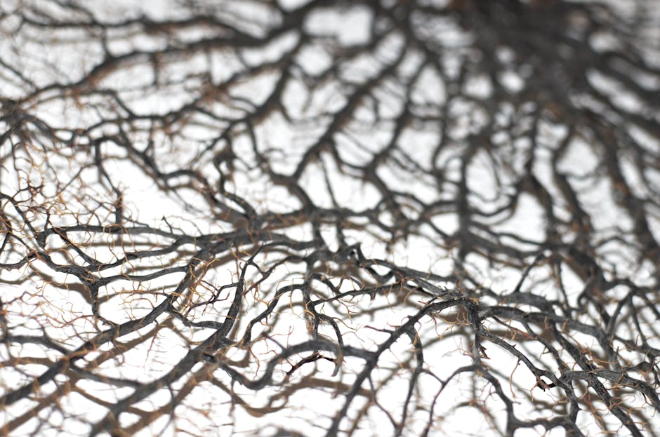 Mycorrhizal Network