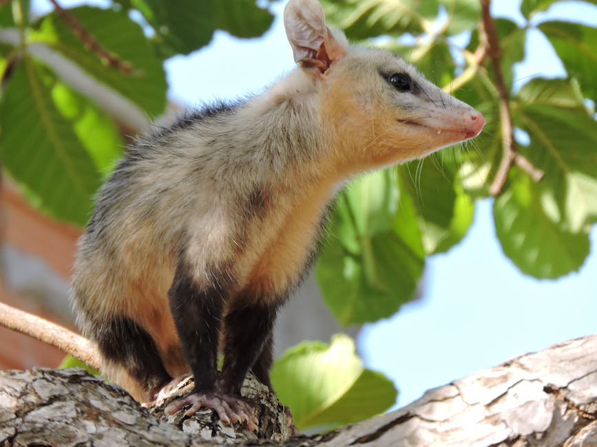 Opossum