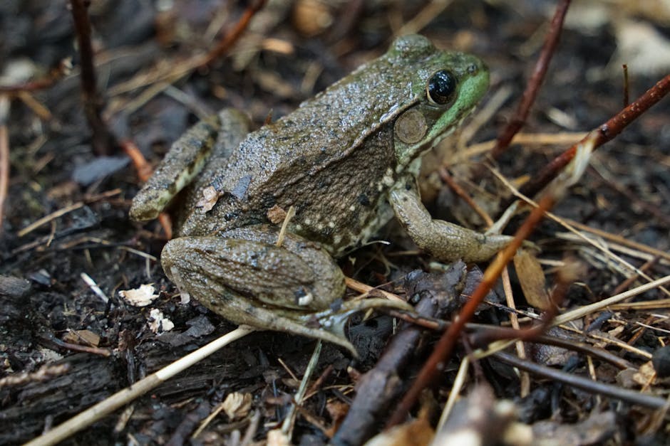 Amphibian