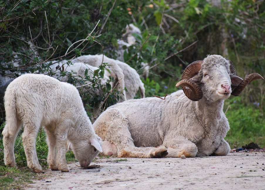 The Aries Symbol, The Ram, Comes From the Myth of the Golden Fleece.