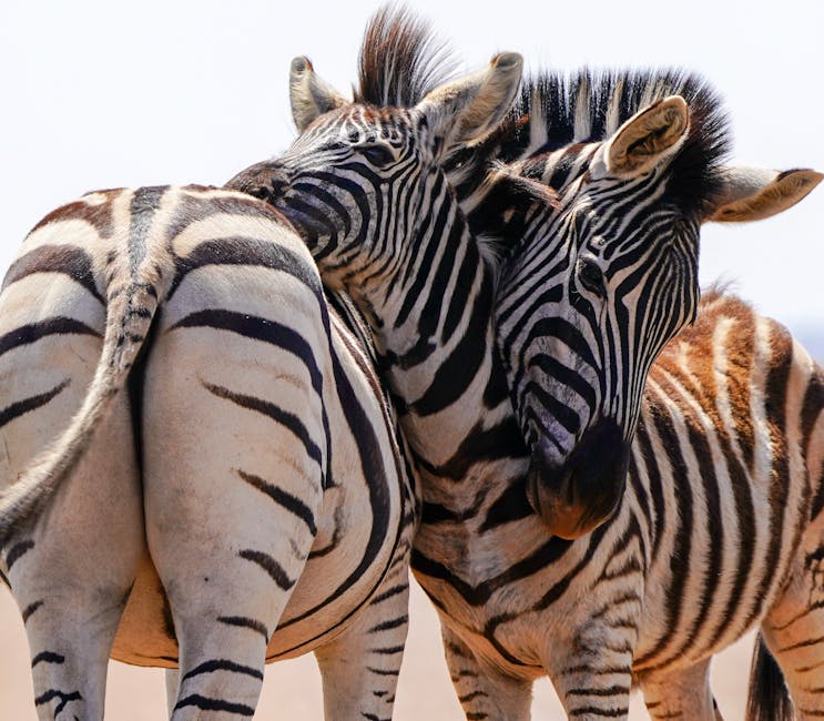 Elephants Show Unusual Interest in the Bones of Their Dead