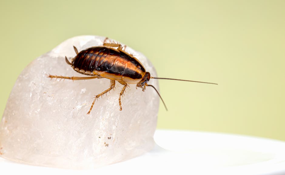 A Headless Cockroach Can Live For Weeks