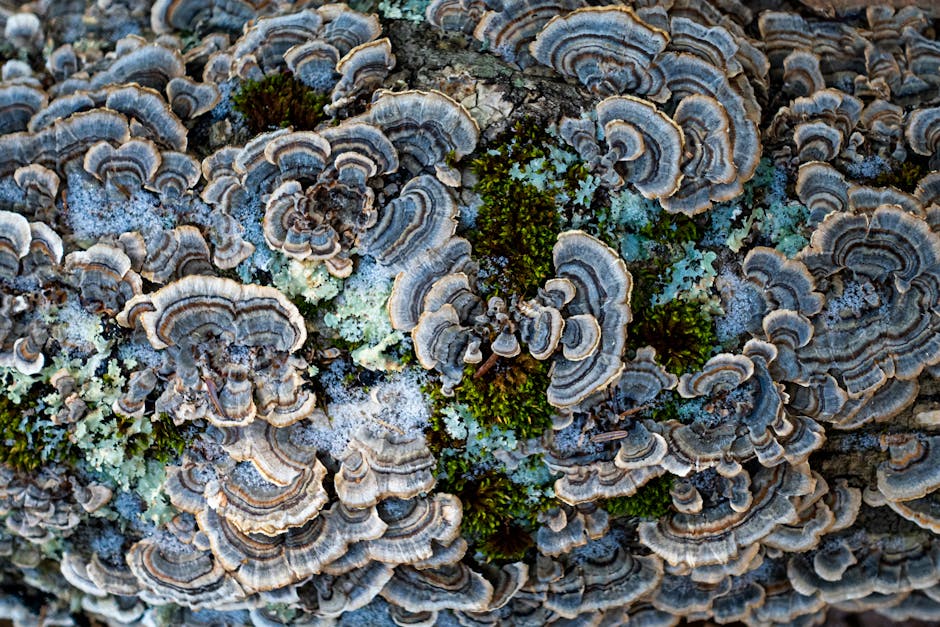 Biodiversity